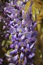 Small purple wisteria flowers and green leaves on the branches of a shrub in the garden Royalty Free Stock Photo