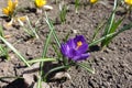 Small purple and yellow flowers of crocuses Royalty Free Stock Photo
