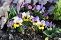 Small Purple and Yellow Pansy Flowers Blooming Royalty Free Stock Photo