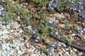 Small blue flowers of Veronica armena in April Royalty Free Stock Photo