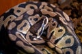 Python snake reptile coiling and sleeping