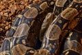 Small Python snake reptile coiling and sleeping