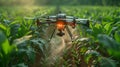 Small Quadcopter Flying Over Corn Field Royalty Free Stock Photo