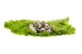 Small quail eggs on a fresh leaf of green lettuce, isolated on a white background Royalty Free Stock Photo