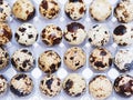 Small quail eggs on transparent plastic tray Royalty Free Stock Photo