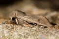 Small quaker moth (Orthosia cruda) Royalty Free Stock Photo