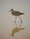 Sand piper bird Royalty Free Stock Photo