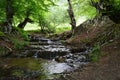 small quiet mountain river in the forest Royalty Free Stock Photo