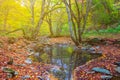 Small quiet river in a forest Royalty Free Stock Photo