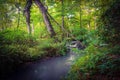 Small quiet river in forest Royalty Free Stock Photo