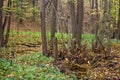 Small quiet stream in the middle of the autumn forest