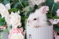 Small rabbit in a basket on a background of flowers. Fluffy Easter Bunny