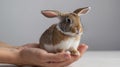 A small rabbit being gently held in a person\'s hand, showcasing tenderness and care Royalty Free Stock Photo