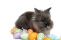 The small rabbit and colourful easter eggs