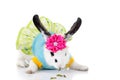 Small rabbit IN A DRESS with flower