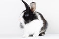 Small rabbit of the Dutch breed of black and white color on a white background. Pets. Easter bunny Royalty Free Stock Photo