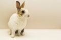 Small rabbit on gray background. copy space