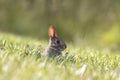 Small rabbit in the middle of meadow Royalty Free Stock Photo