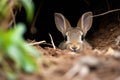 a small rabbit peeking from a burrow
