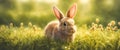 A small rabbit sitting in a field on green grass. Royalty Free Stock Photo
