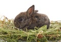 Small rabbit sitting in hay