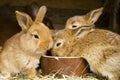 Small rabbits Royalty Free Stock Photo