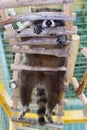 A small raccoon sleeps on a wooden staircase, bottom view