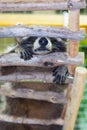 A small raccoon sleeps on a wooden staircase, bottom view