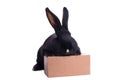 Small racy dwarf black bunny Royalty Free Stock Photo