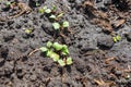 Small radish sprouts on the ground in the garden Royalty Free Stock Photo