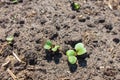 Small radish sprouts on the ground in the garden Royalty Free Stock Photo