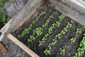 Small radishes growing in the soil Royalty Free Stock Photo