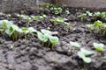 Small radishes growing in the soil Royalty Free Stock Photo