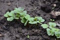 Small radishes growing in the soil Royalty Free Stock Photo