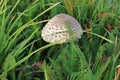 Small ragged parasol in the grass Royalty Free Stock Photo