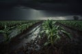 Small rain over corn sapling field in the morning