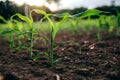 Small rain over corn sapling field in the mornng