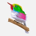 Small rainbow bright bird with a Incredible Radiant Plumage.Cute chick sitting on a branch. Vector illustration.Isolated