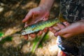 A Small Rainbow Trout Held in Hands