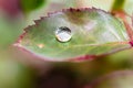 Small raindrop on leaf of rose flower