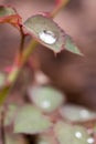 Small raindrop on leaf of rose flower