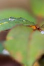 Small raindrop on leaf of rose flower