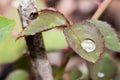 Small raindrop on leaf of rose flower