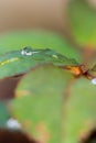 Small raindrop on leaf of rose flower