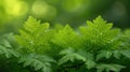 Small raindrops fall on the green leaves of ferns Royalty Free Stock Photo