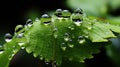 Small raindrops fall on the green leaves of ferns Royalty Free Stock Photo