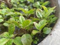 Small rainy weed grow into the flowerpot.