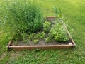Small herb garden with basil, cilantro, oregano, and mint Royalty Free Stock Photo