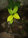 Small Rambutan tree