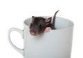 Small rat in a cup Royalty Free Stock Photo